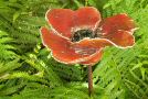 Papaver